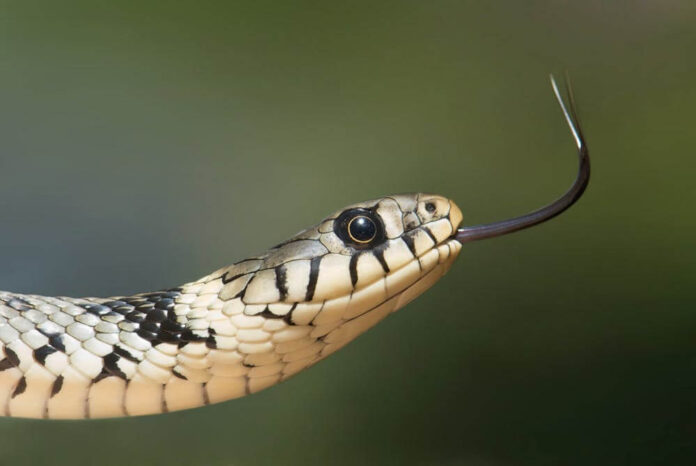 shuttlecock snake